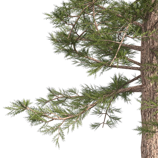 Premium Western Red Cedar Tree 3D model image 4