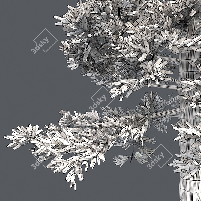 Premium Western Red Cedar Tree 3D model image 5