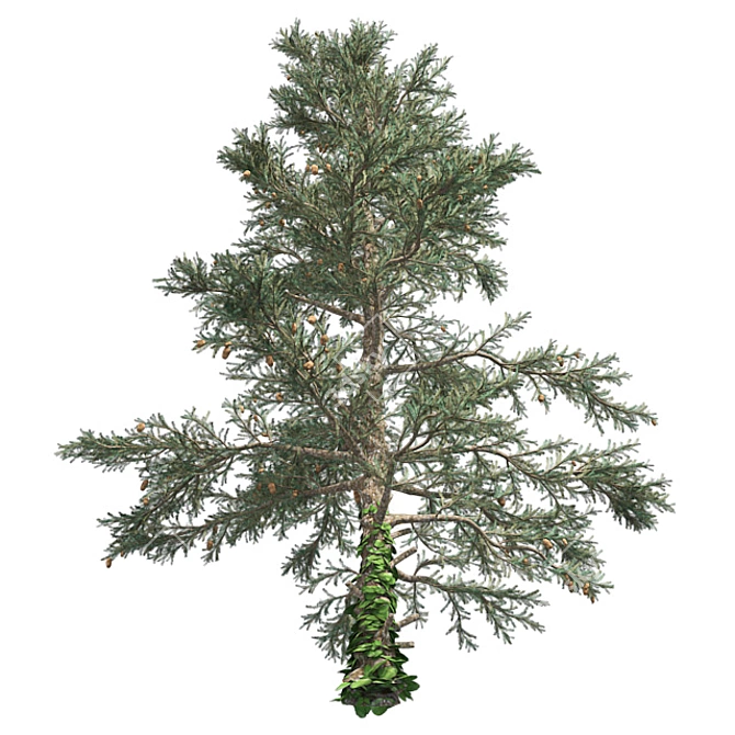 Pure White Fir Tree 3D model image 2