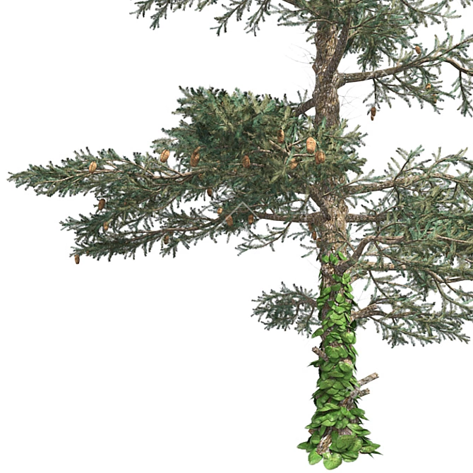 Pure White Fir Tree 3D model image 4