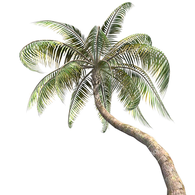 Tropical Bliss: Palm Coconut Dream 3D model image 2