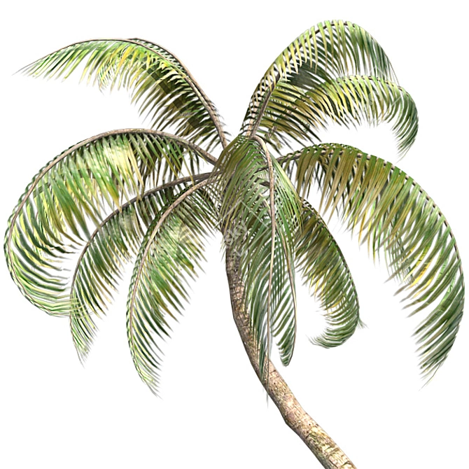 Tropical Bliss: Palm Coconut Dream 3D model image 4
