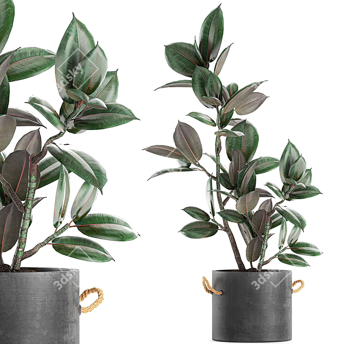 Concrete Pot Exotic Ficus 3D model image 1