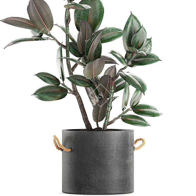 Concrete Pot Exotic Ficus 3D model image 3