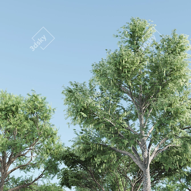 Tall and Majestic Acacia Trees 3D model image 2