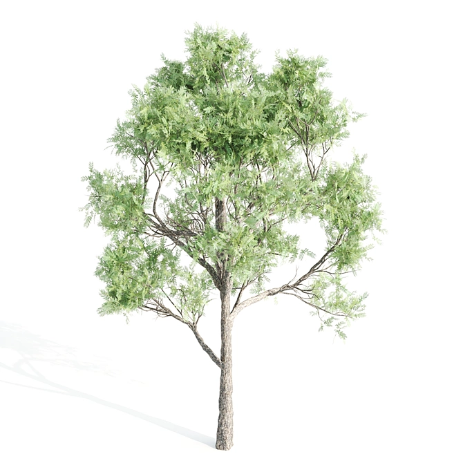 Tall and Majestic Acacia Trees 3D model image 3