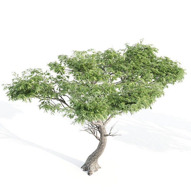 Tall and Majestic Acacia Trees 3D model image 4