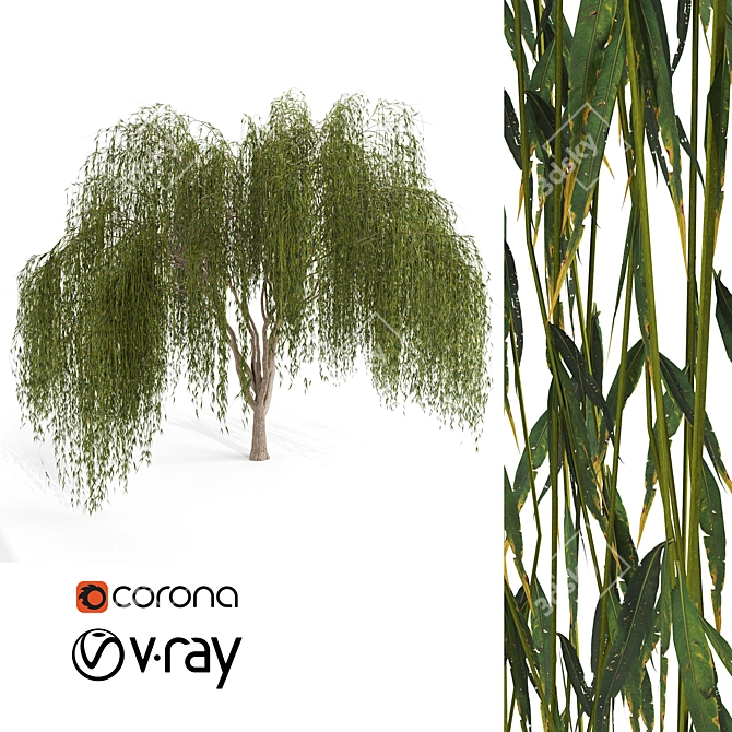 Elegant Weeping Willow Tree 3D model image 1