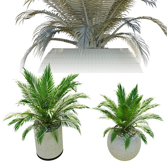 Pair of Majestic Palms in Pot 3D model image 2