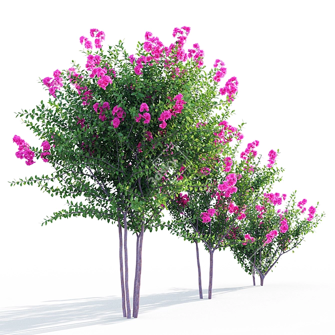 Vibrant Purple Crape Myrtle 3D model image 3