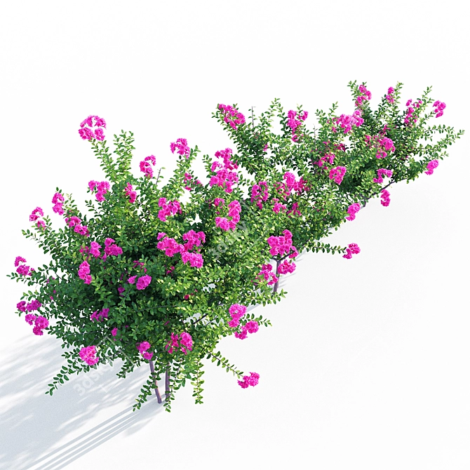 Vibrant Purple Crape Myrtle 3D model image 4