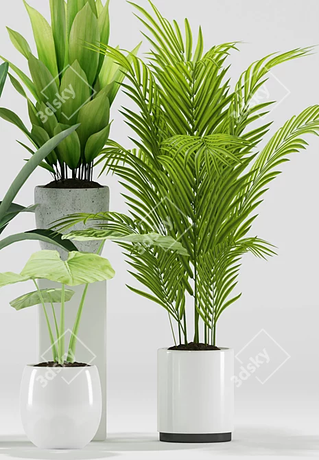 Exotic Plant Set: Palm Majesty, Alocasia, Aspidistra, Banana Plants 3D model image 3