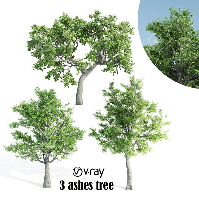  Trio of Majestic Ash Trees 3D model image 1