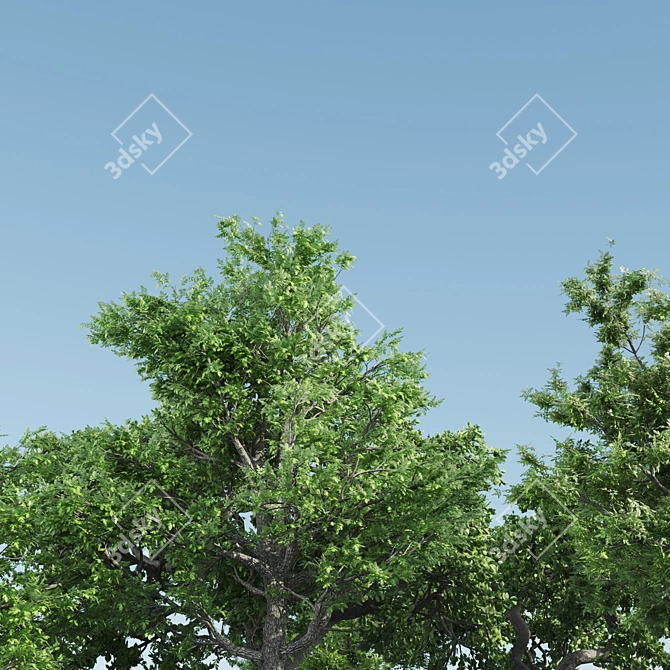  Trio of Majestic Ash Trees 3D model image 2