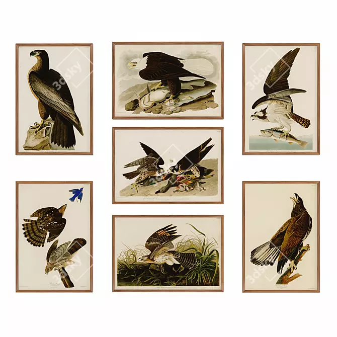 Audubon's Exquisite Bird Posters 3D model image 1