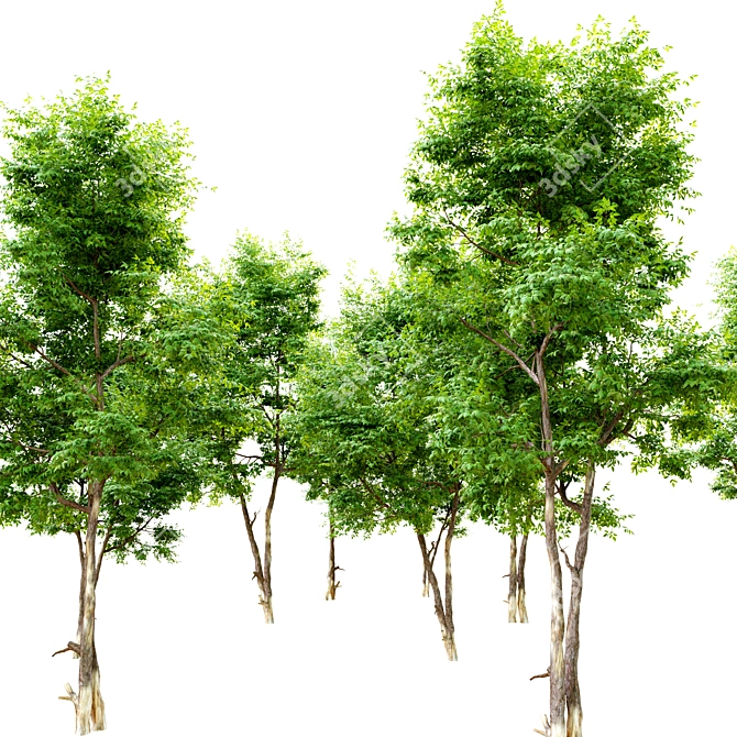 Elegant Ash Tree - 6m 3D model image 2