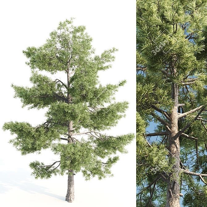  Majestic Pine Tree - 20m Height 3D model image 1