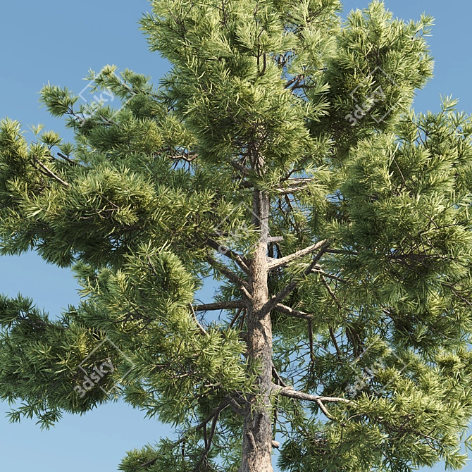  Majestic Pine Tree - 20m Height 3D model image 2