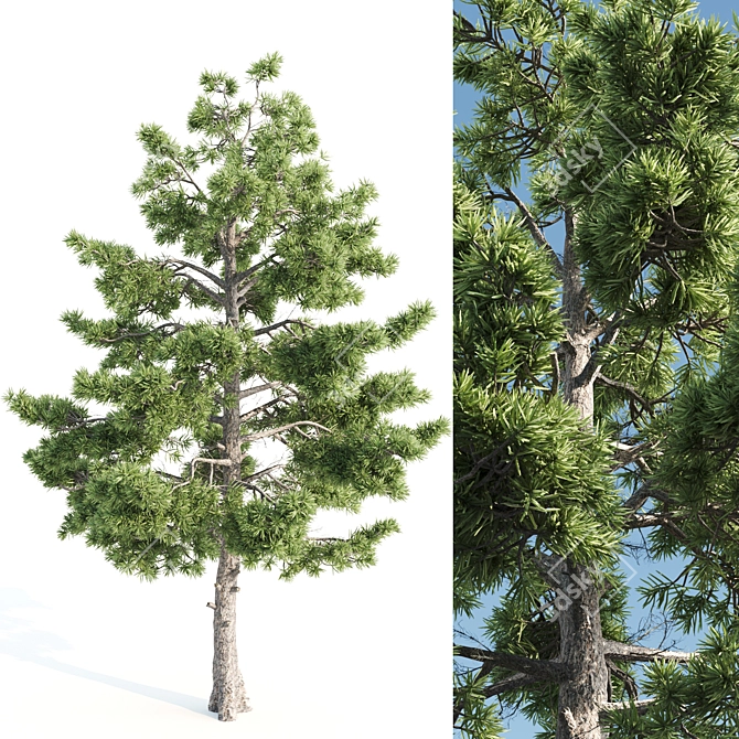  Tall Pine Tree with 17m Height 3D model image 1