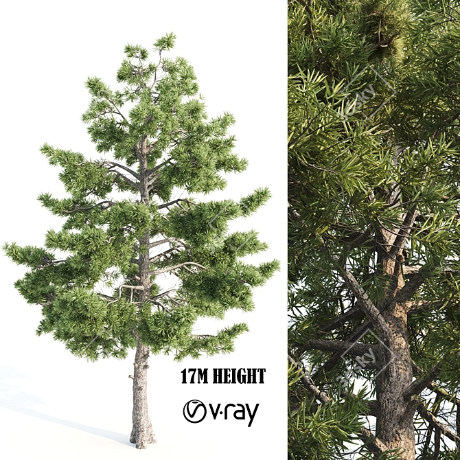  Tall Pine Tree with 17m Height 3D model image 5