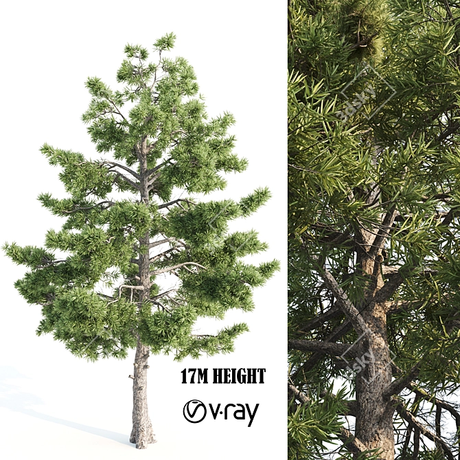  Tall Pine Tree with 17m Height 3D model image 6