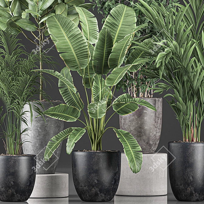 Indoor Plant Collection: Ficus, Banana Palm & Exotics 3D model image 2