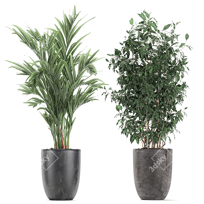 Indoor Plant Collection: Ficus, Banana Palm & Exotics 3D model image 3