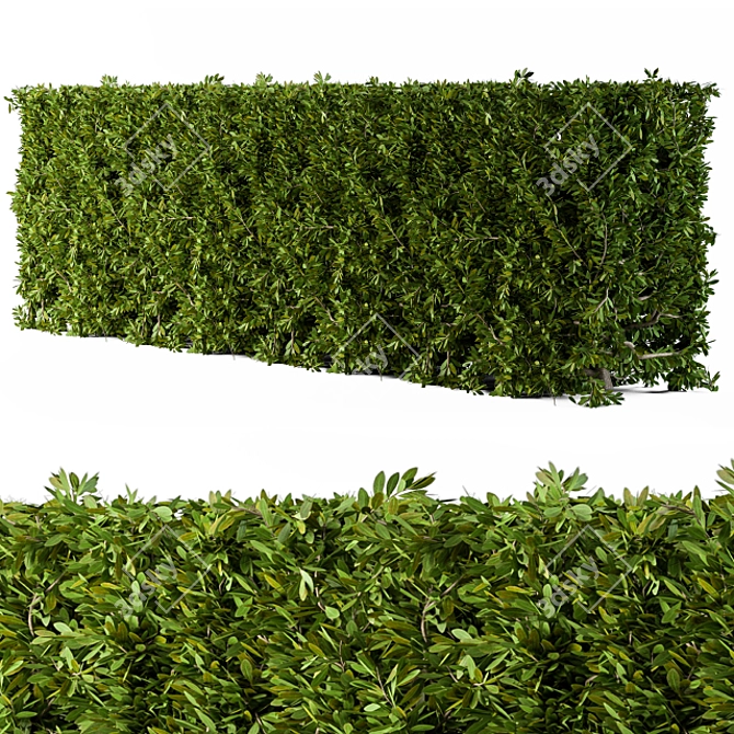 Cube Bush Broadleaf Wall 3D model image 1