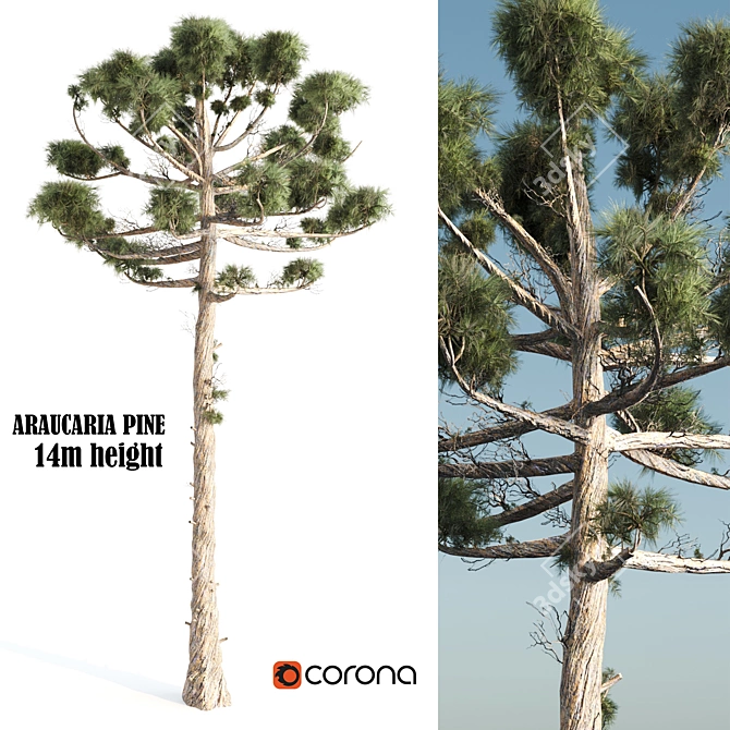 Giant 14m Araucaria Pine 3D model image 1