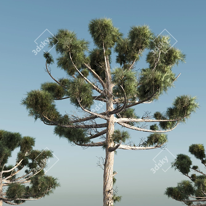 Giant 14m Araucaria Pine 3D model image 2