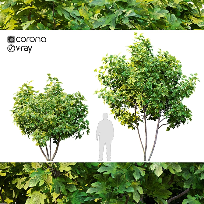 Twin Fig Trees: Elegant and Lush 3D model image 1