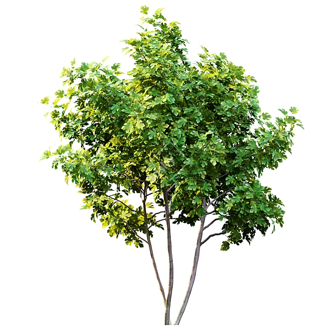 Twin Fig Trees: Elegant and Lush 3D model image 2