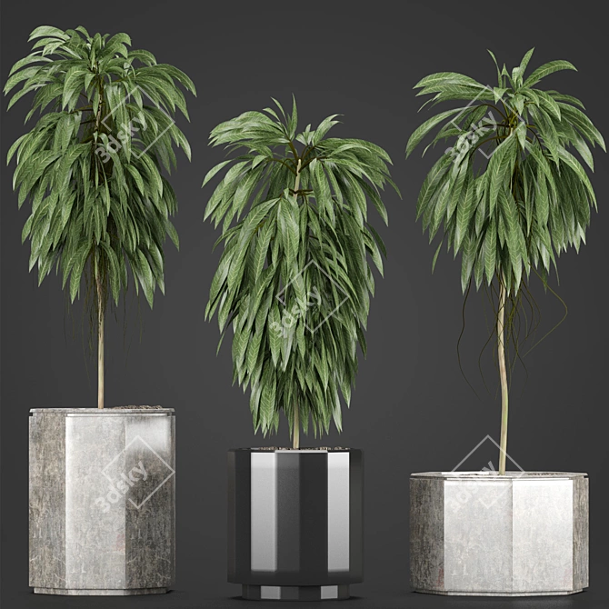 Indoor Plants Collection: Howea, Ficus, Dracaena, and More 3D model image 1