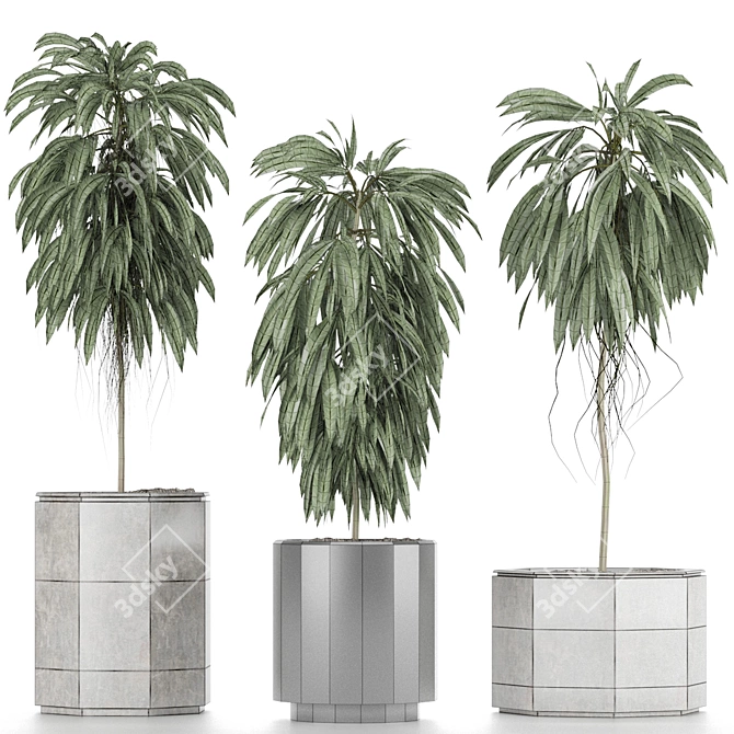 Indoor Plants Collection: Howea, Ficus, Dracaena, and More 3D model image 3