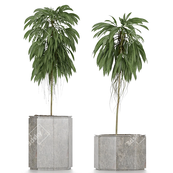 Indoor Plants Collection: Howea, Ficus, Dracaena, and More 3D model image 4