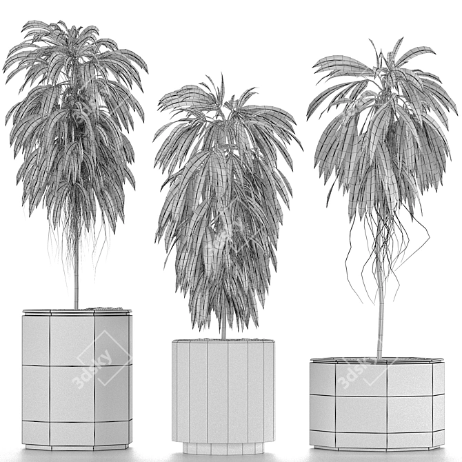 Indoor Plants Collection: Howea, Ficus, Dracaena, and More 3D model image 5