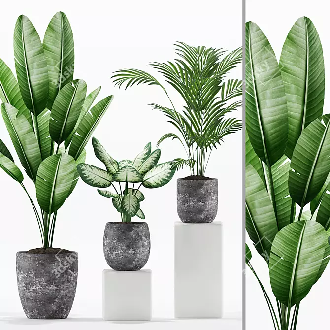 Exotic Plants Set: Paradise, Dumb Cane, Palm Majesty 3D model image 1