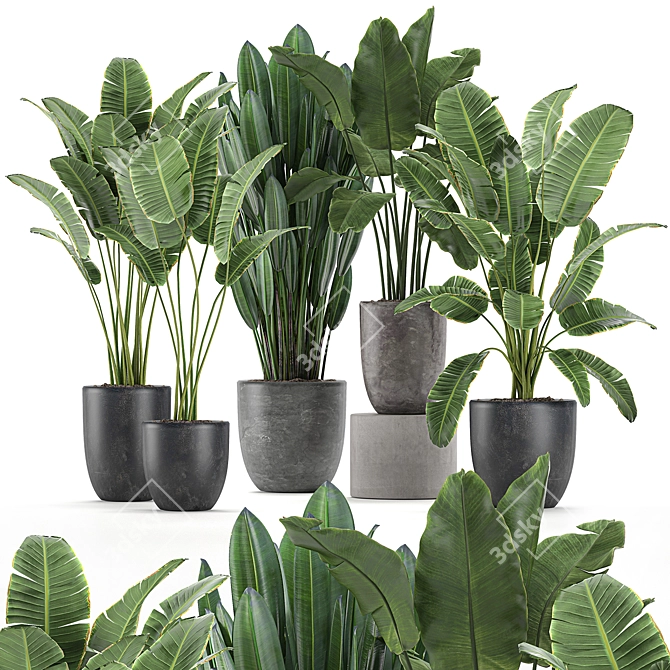 Exotic Plant Collection 3D model image 1