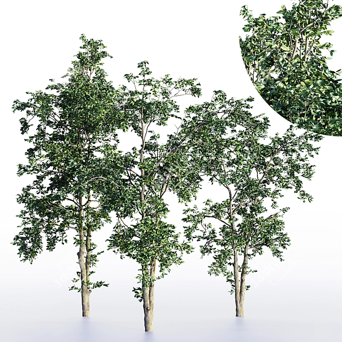 Three Splendid Vray Trees 3D model image 1