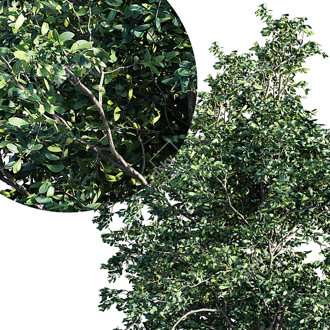 Three Splendid Vray Trees 3D model image 2