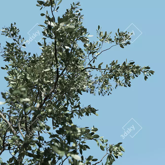 Corona Sapling Tree Set 3D model image 4