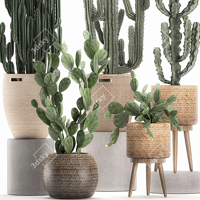 Exotic Cactus Collection in Rattan Baskets 3D model image 3