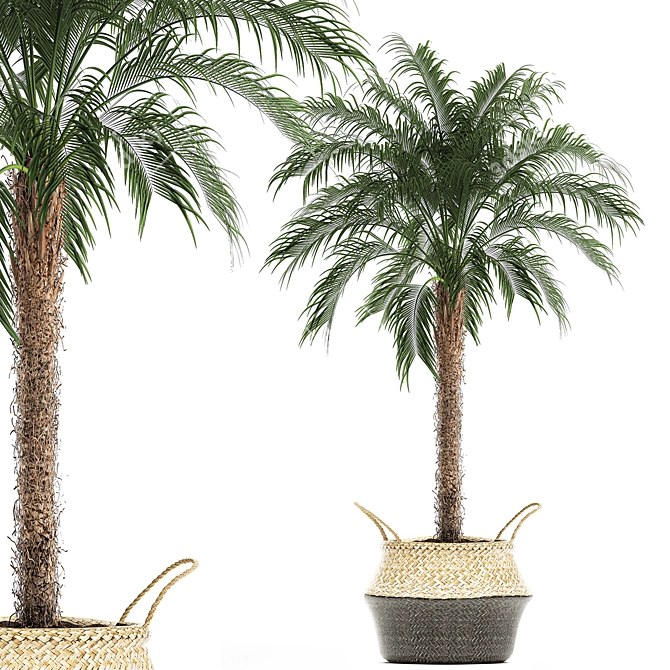 Tropical Palm Collection 3D model image 1