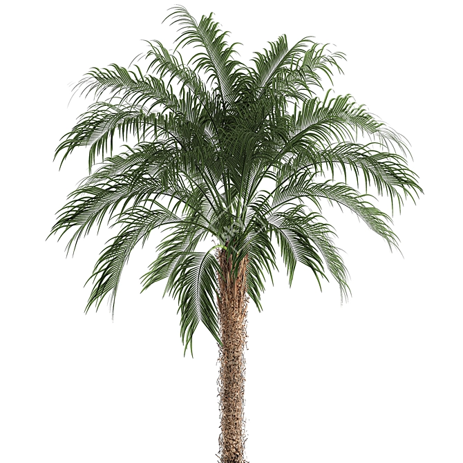 Tropical Palm Collection 3D model image 2