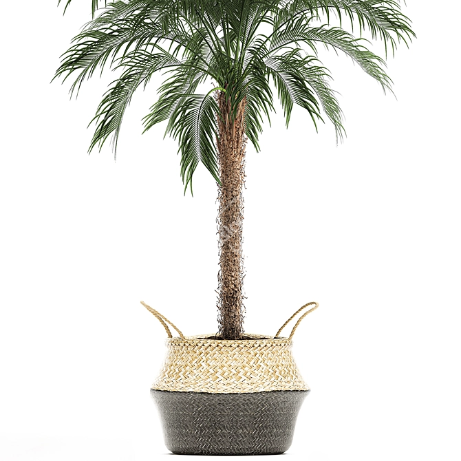 Tropical Palm Collection 3D model image 3