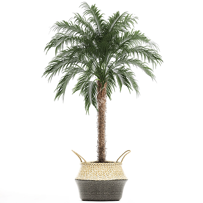 Tropical Palm Collection 3D model image 4