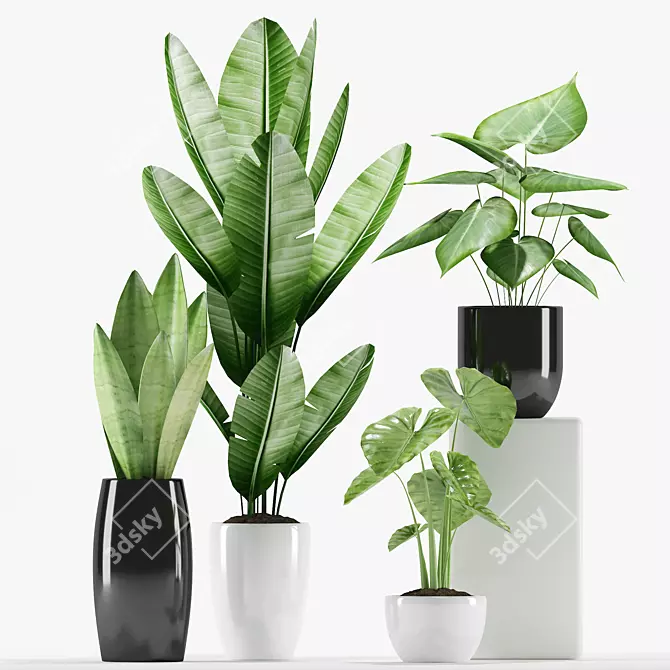 Tropical Delight: Alcoasia, Bird of Paradise, Philodendron, Snake Plants 3D model image 2