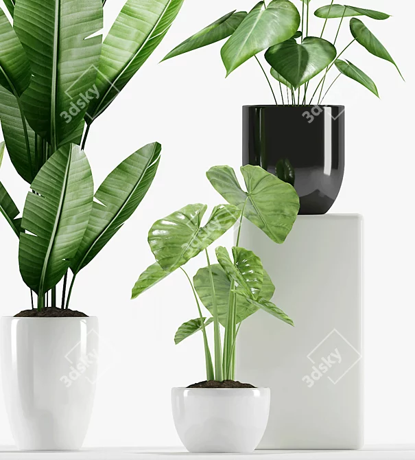 Tropical Delight: Alcoasia, Bird of Paradise, Philodendron, Snake Plants 3D model image 4