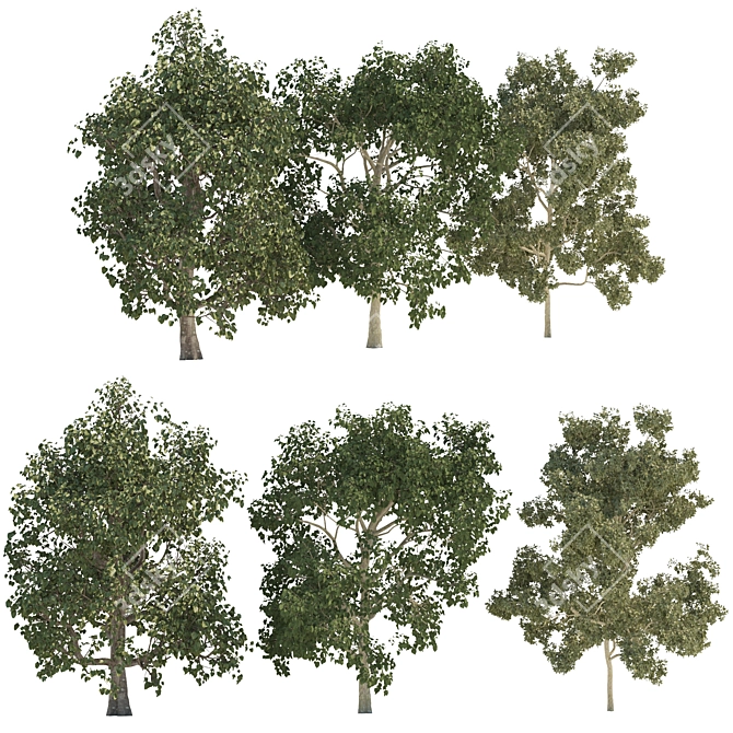 Trio of Majestic Arboreal Beauties 3D model image 1