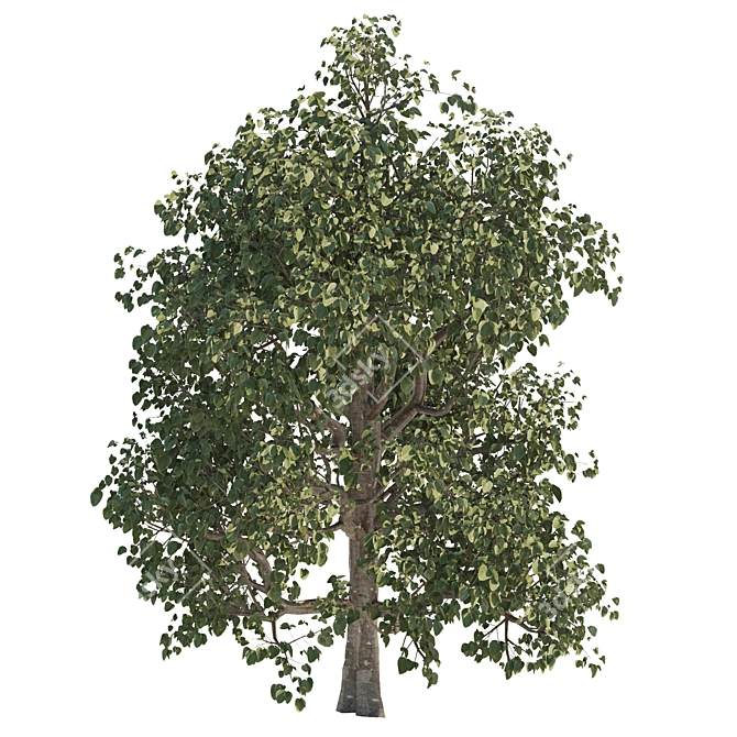 Trio of Majestic Arboreal Beauties 3D model image 2